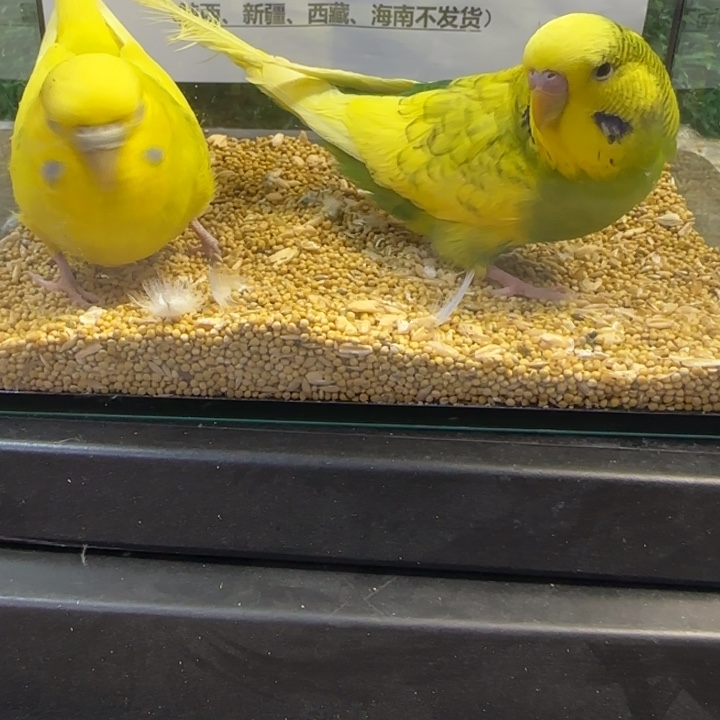 虎皮鹦鹉大头虎皮鹦鹉