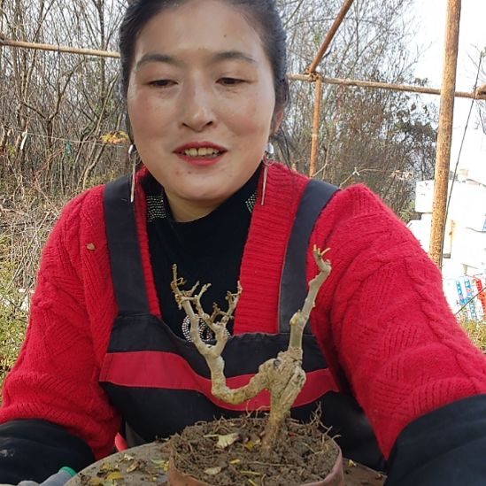 樱***水对节白蜡盆景之王