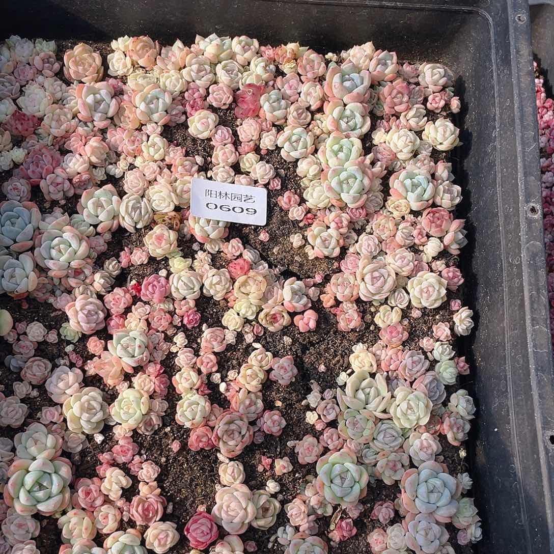 多肉植物多肉植物609