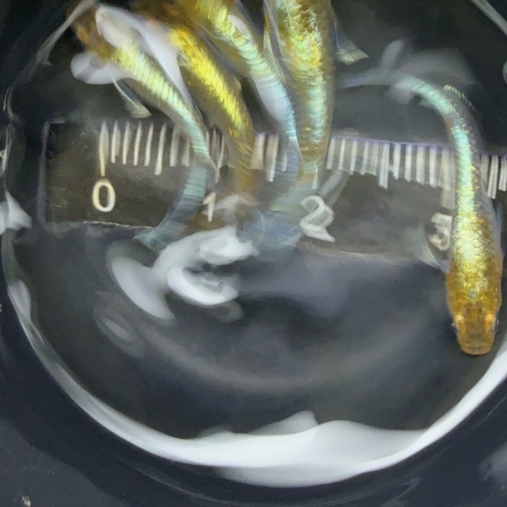 青鳉鱼青铜磷光6号