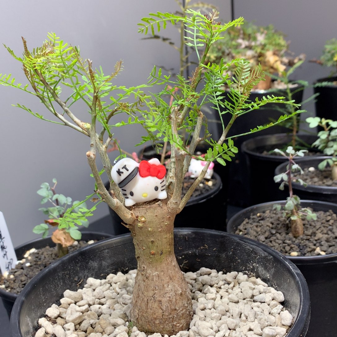 羽叶裂榄实生带盆