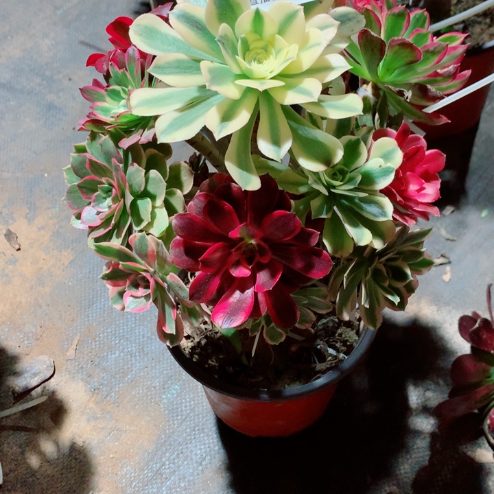 心***怡嫁接法师多色高桩541