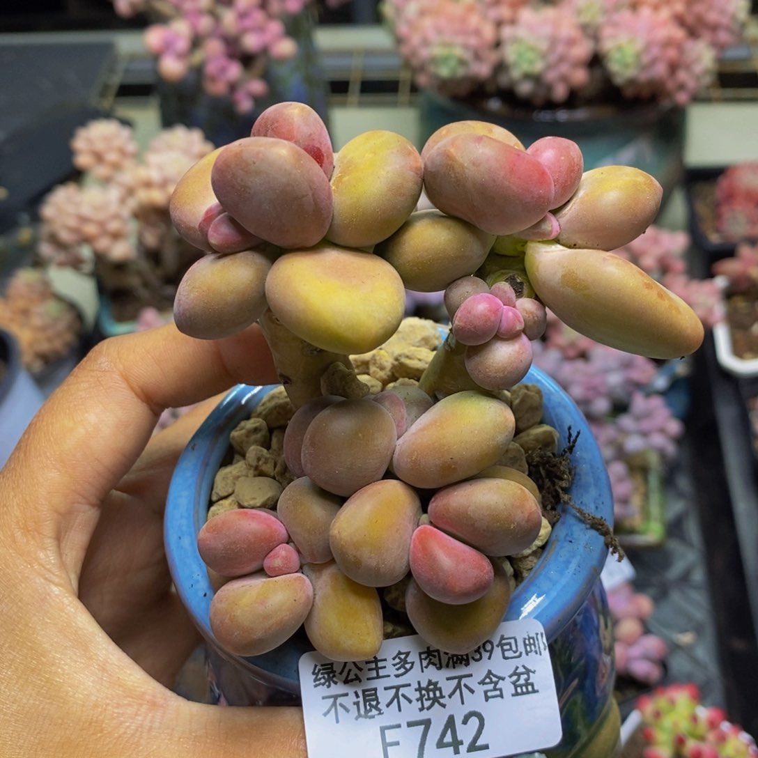 742芒果奶kk奶多肉8c m