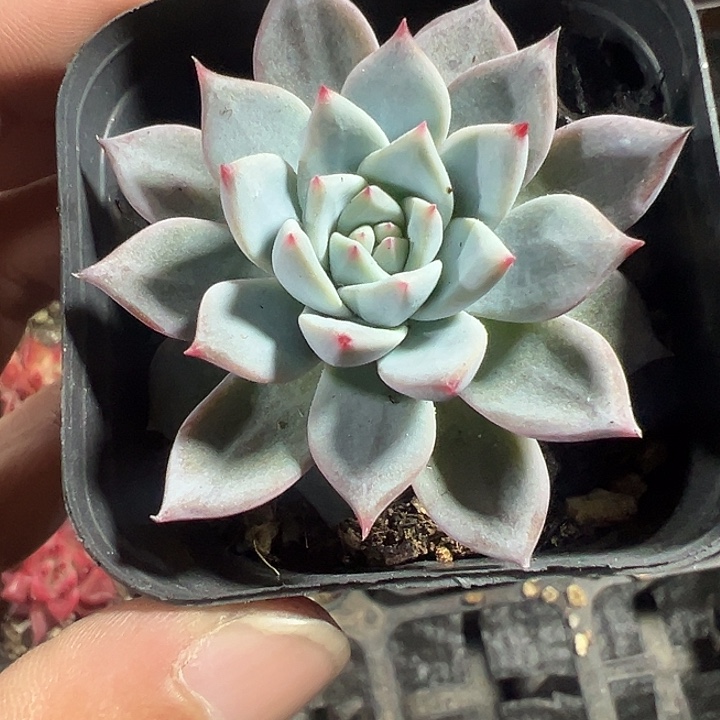 薄叶蓝鸟精品多肉植物