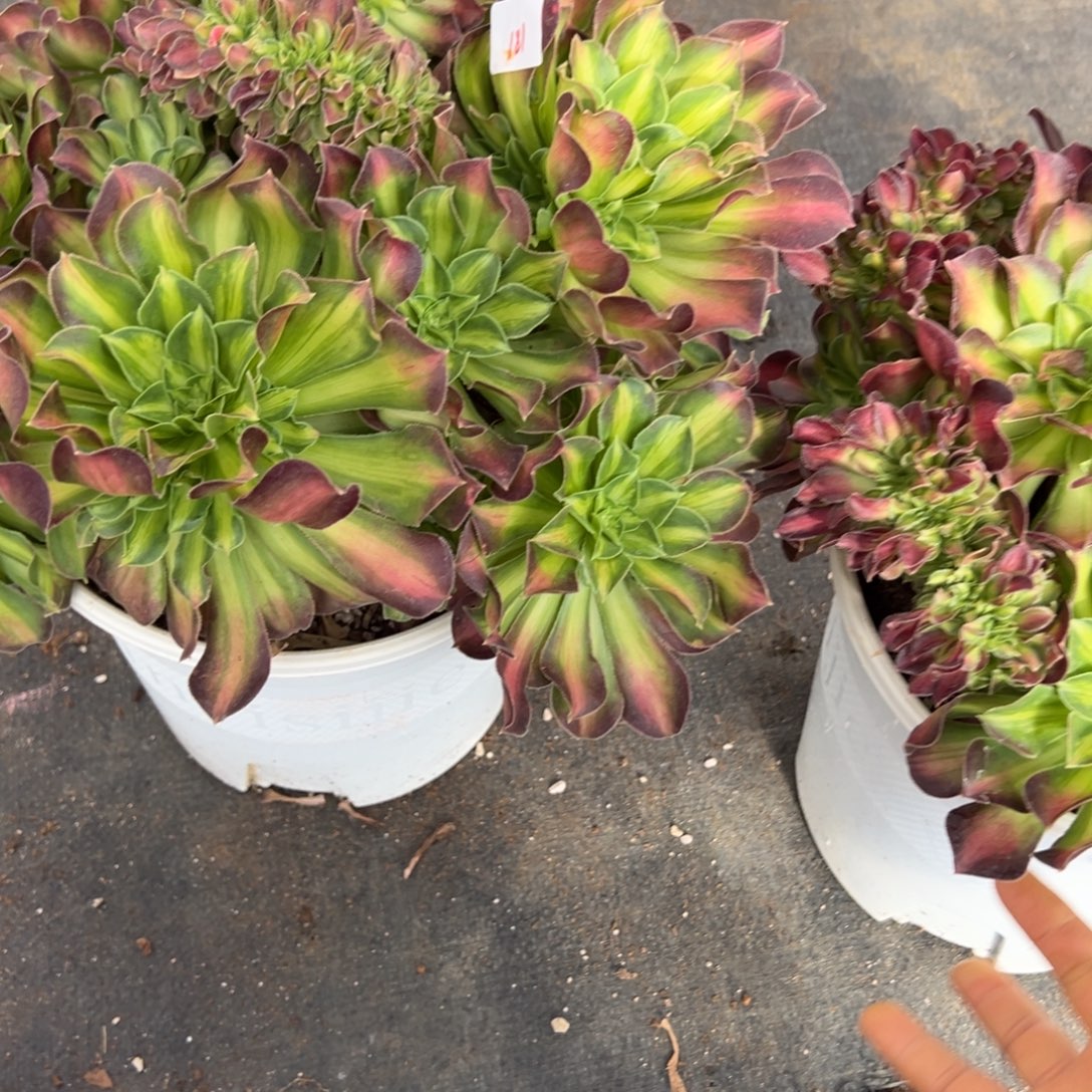 鲸***5334韶花缀多肉多肉多头