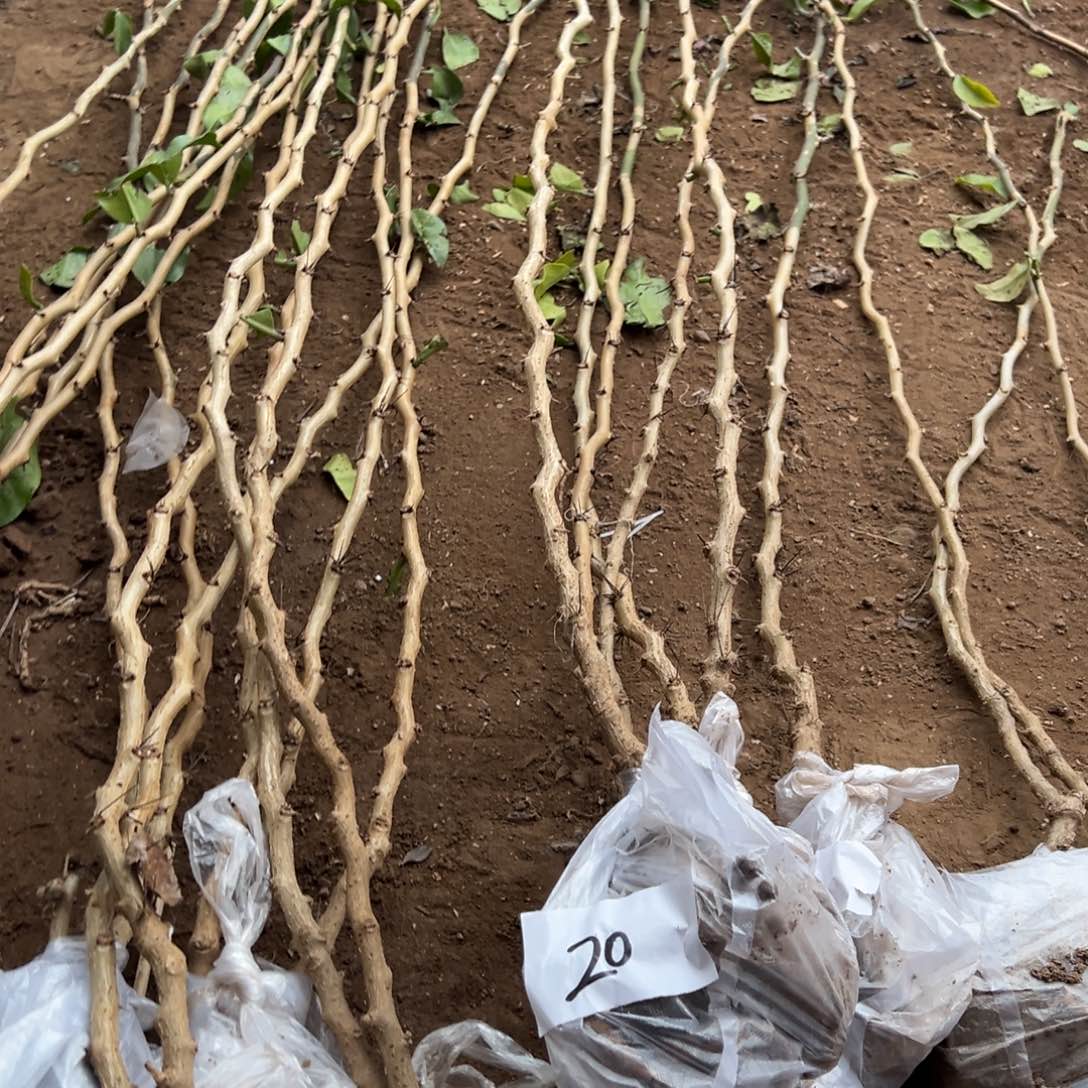 1.3米叶仙五颗编号20