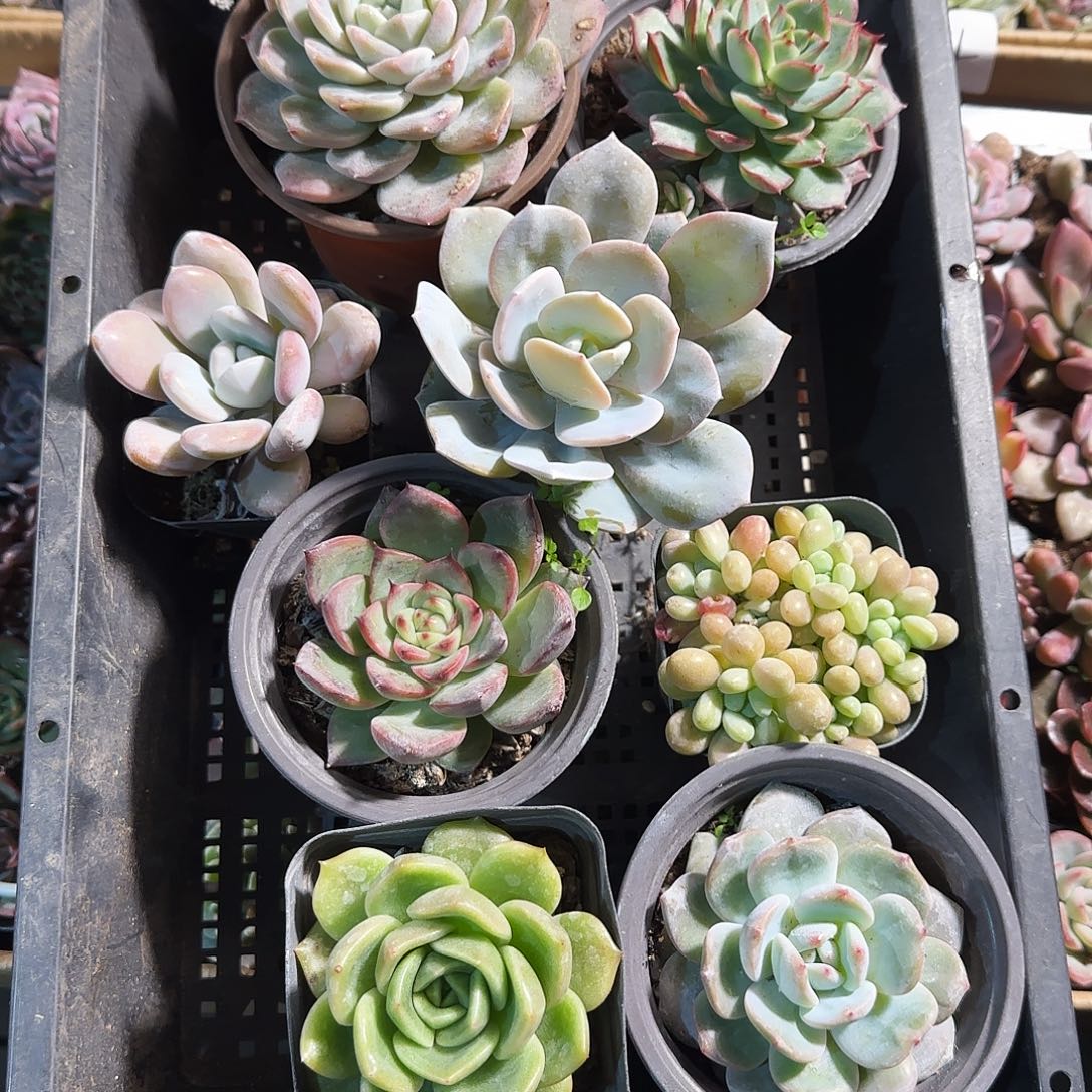 多肉植物带盆发货