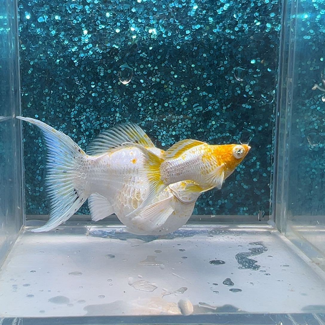 孔雀鱼樱花玛丽一对0058