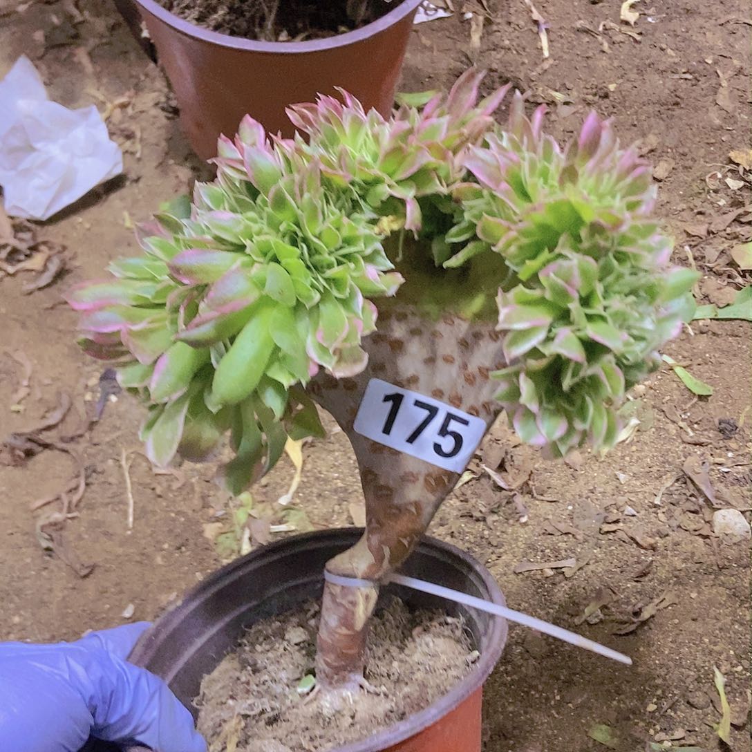 175白凤缀老板子法师嫁接