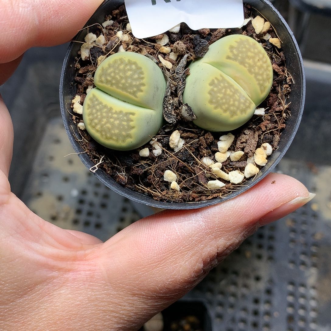 K90多肉植物保护研究所