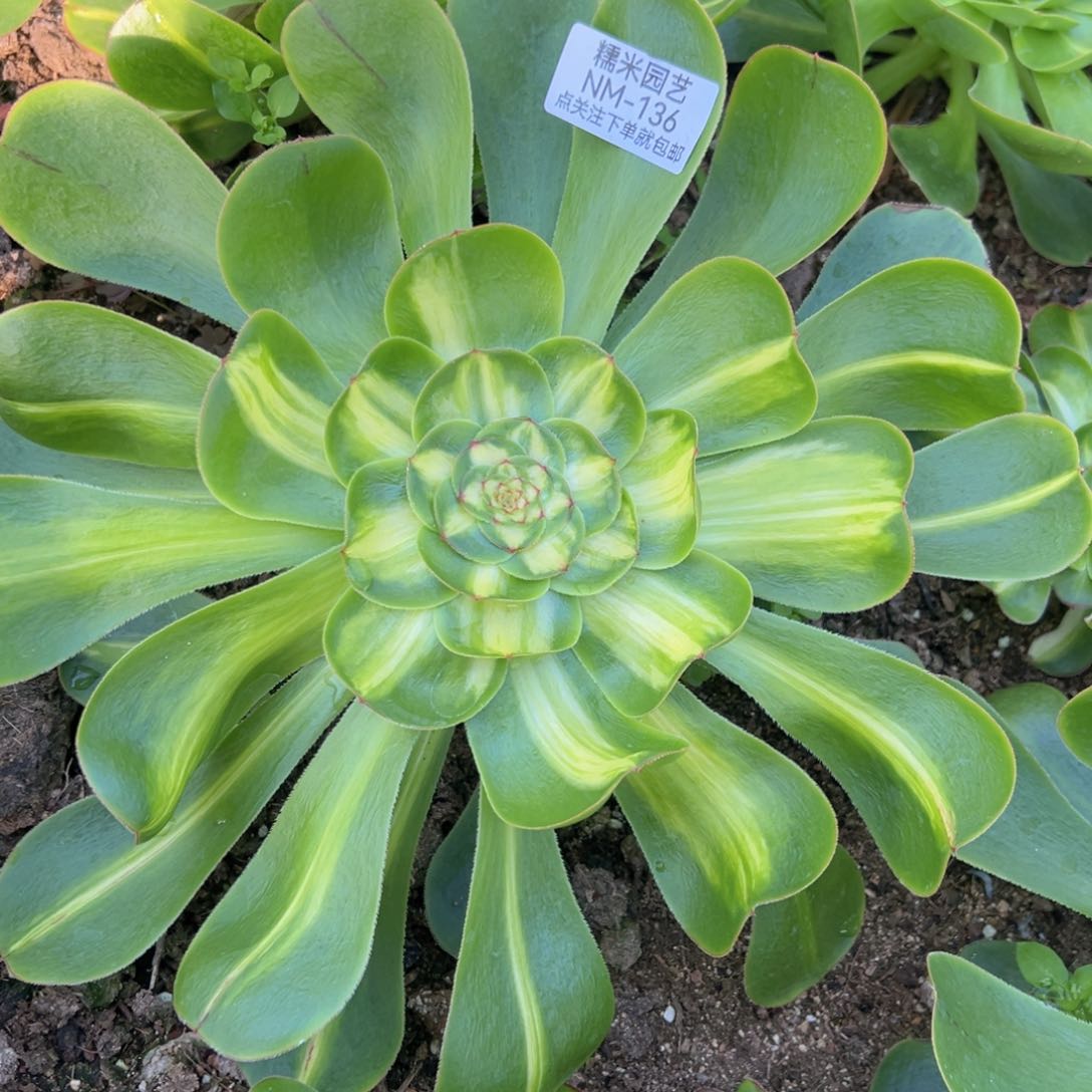 暴君多肉植物136