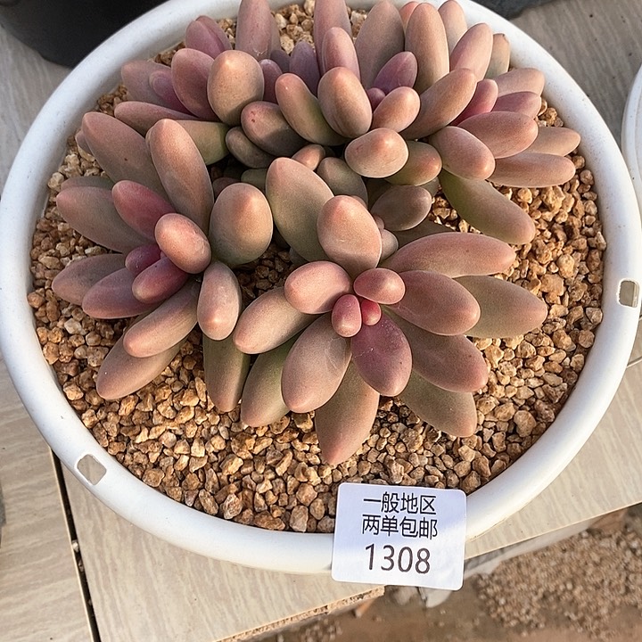 【闪购商品】乐*1308多肉植物盆栽