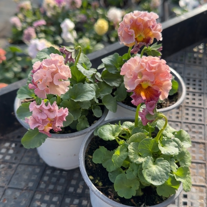 无花朵量拍橘粉色角堇小苗默认苗晃