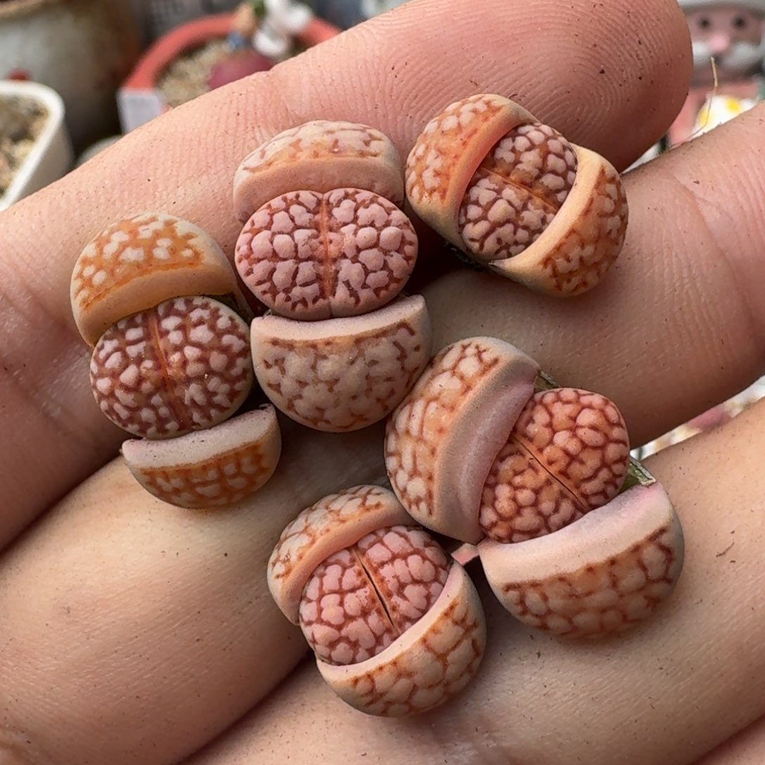 K779新品细红网纹寿丽二代三年