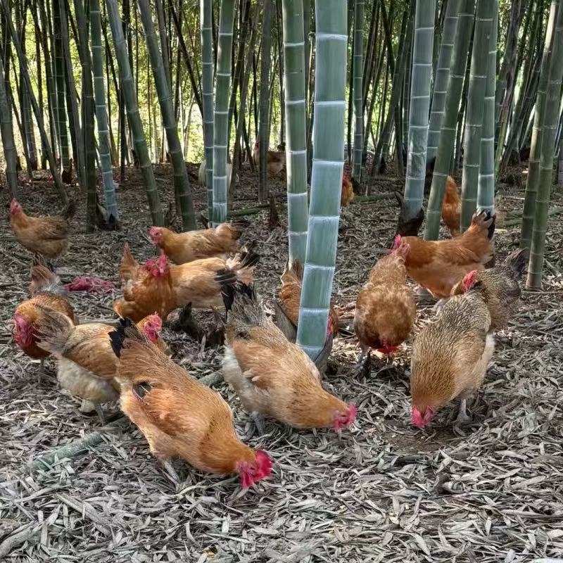 黑哥专属云南高山散养宠物鸡母鸡 一物一拍【京东包邮】