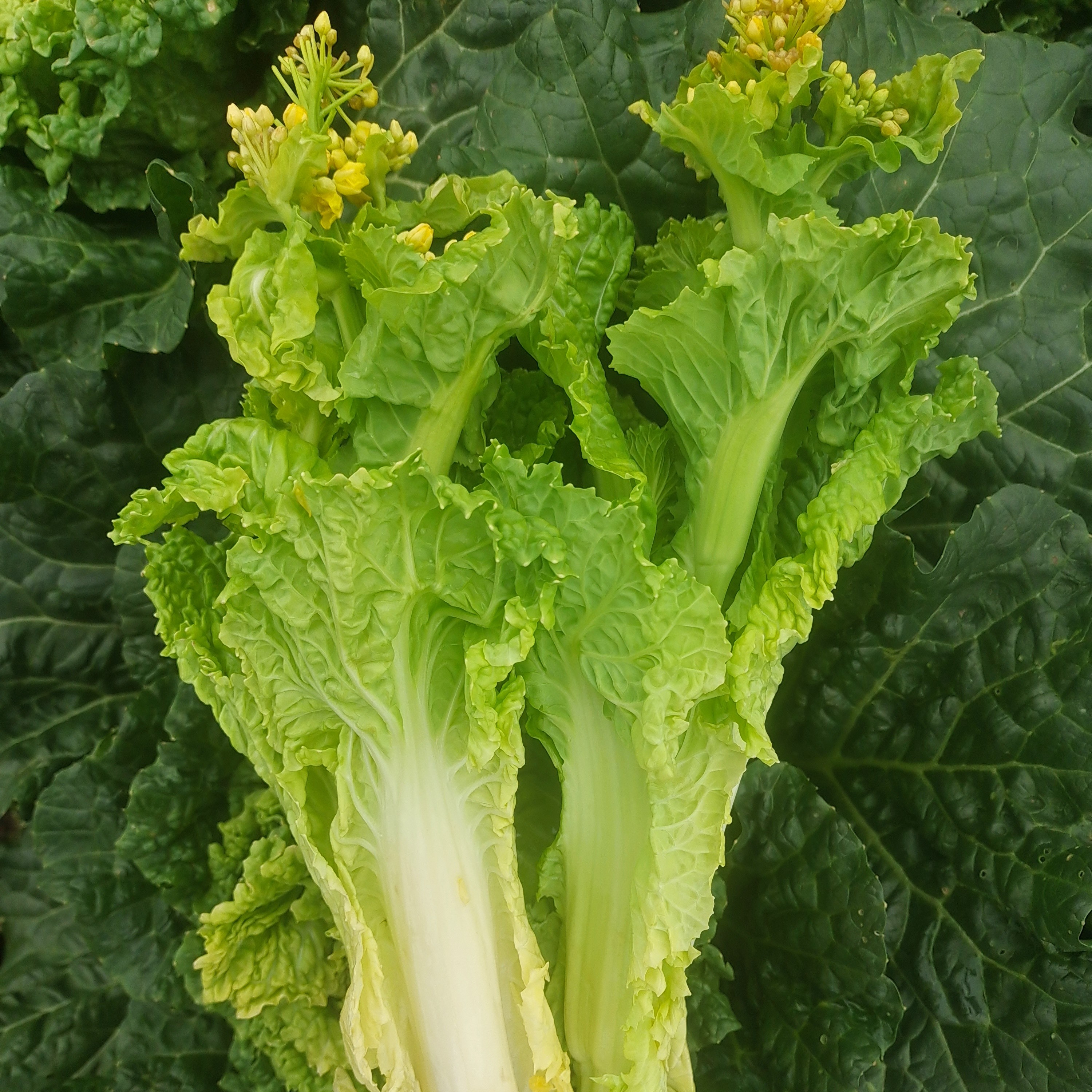 广西柳州农家青口白菜苔2种规格包邮(东北华北西北九省北京除外)