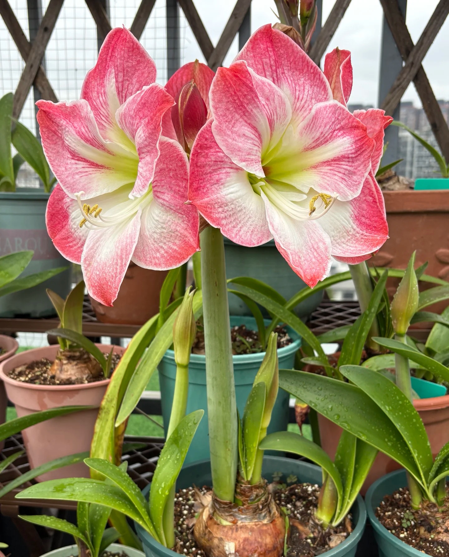 栖野绿境  秘鲁进口朱顶红【樱花】单瓣1颗包邮