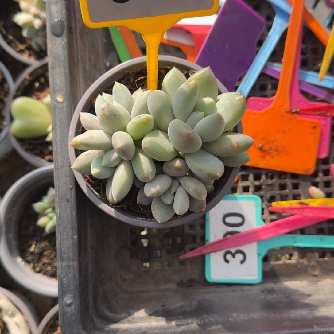 多肉植物米可奶998