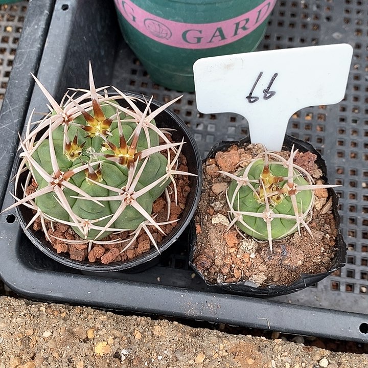 路*定实生顶级爆种五十铃碧岩玉2颗一大一小