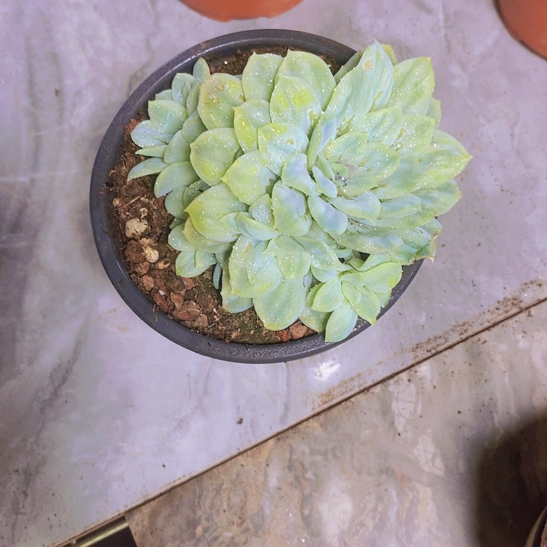 泡泡纱群一单包邮一