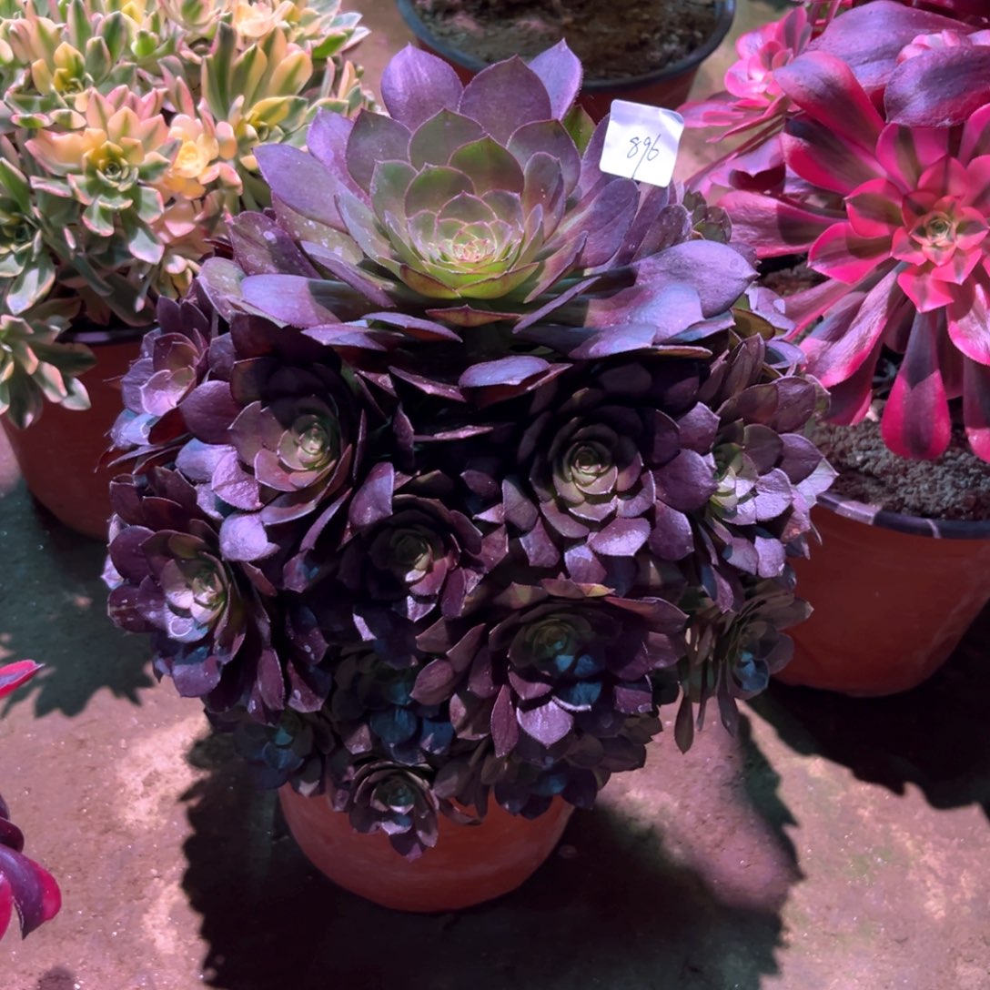 多肉植物黑美人896