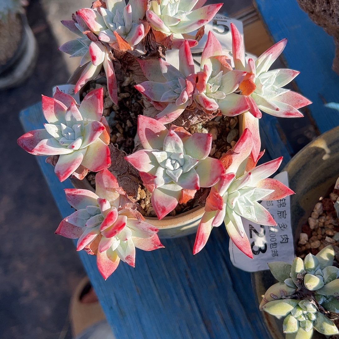 原产地流丹白豪1746