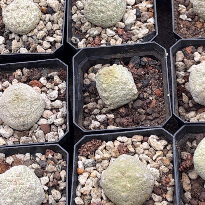 实生凝蹄玉好养皮实好活