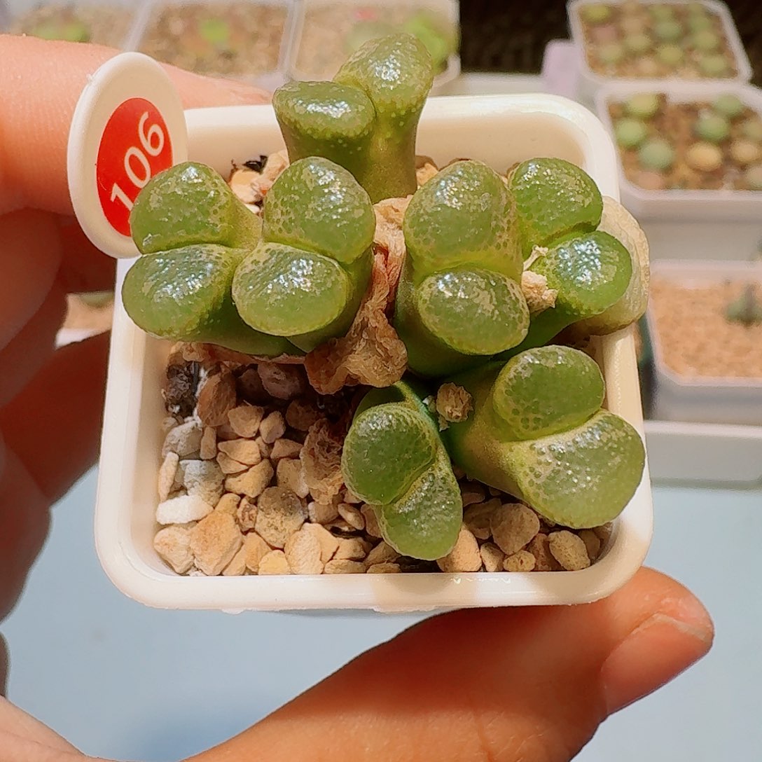 多肉植物多肉植物