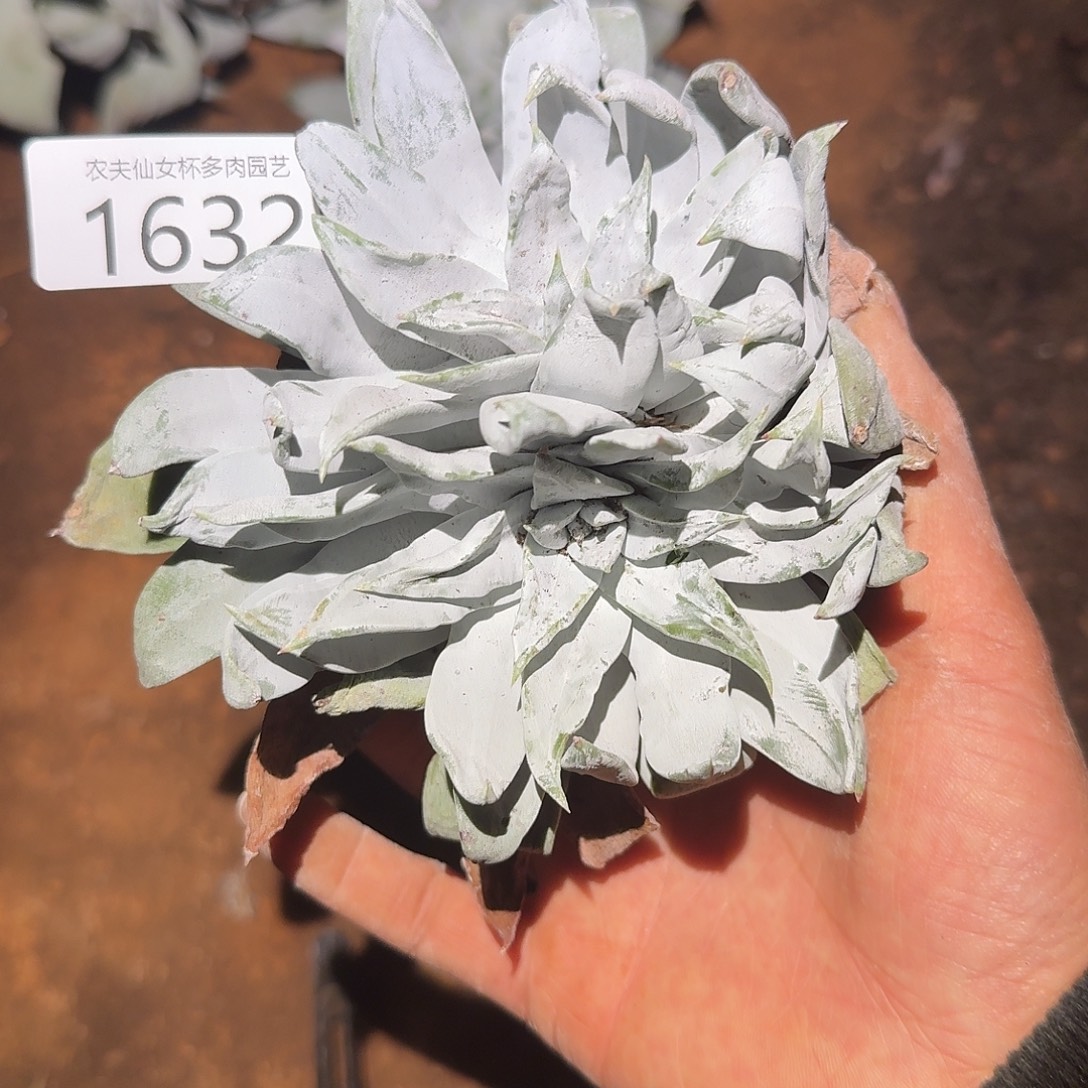 3代杂交仙女杯多哦去对处理瑕疵