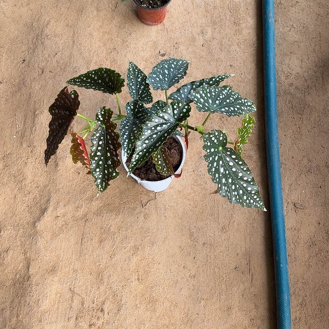 无花朵粉旗鱼山西