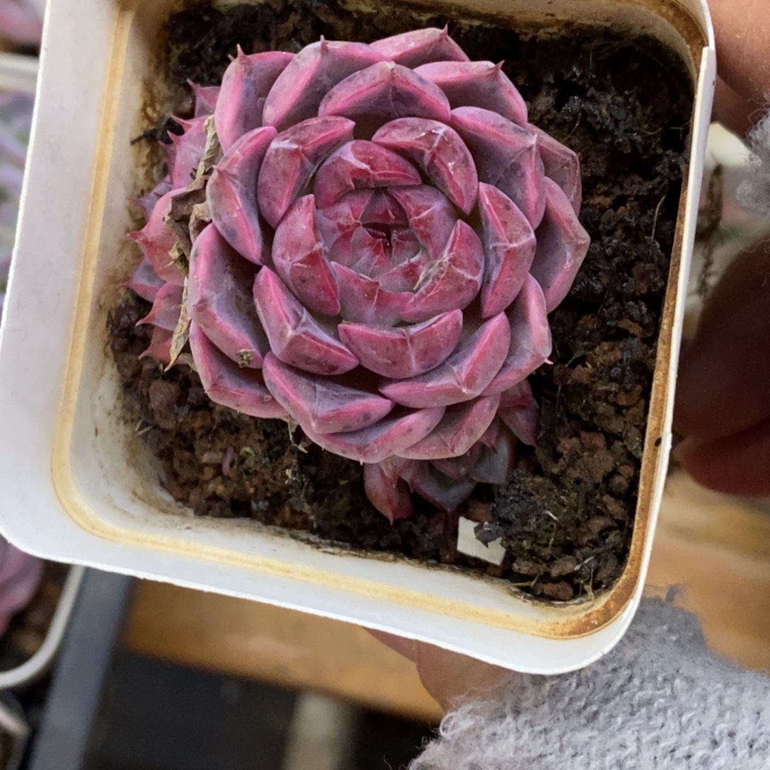 精品多肉一物一拍不包整296