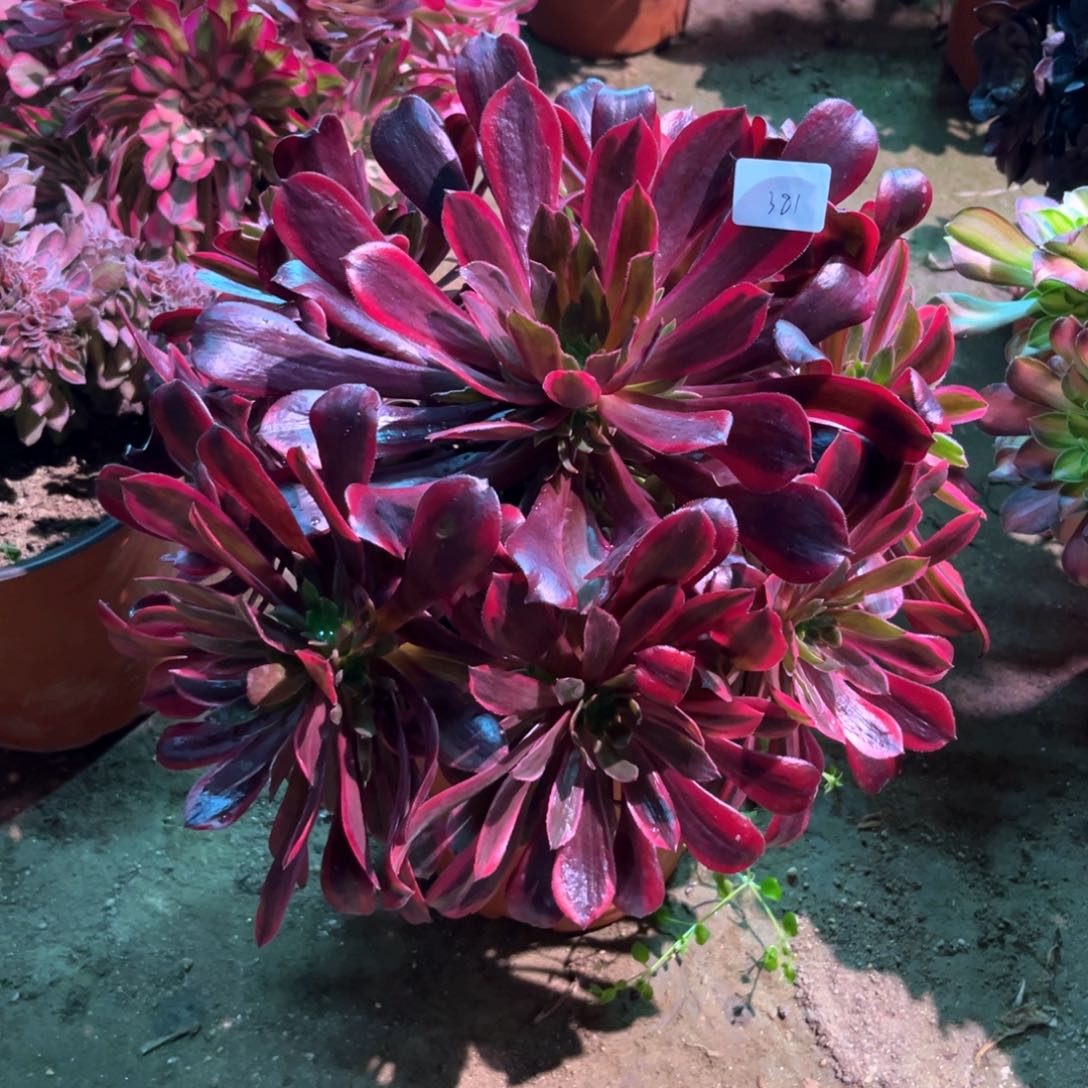 多肉植物蒙娜丽莎381