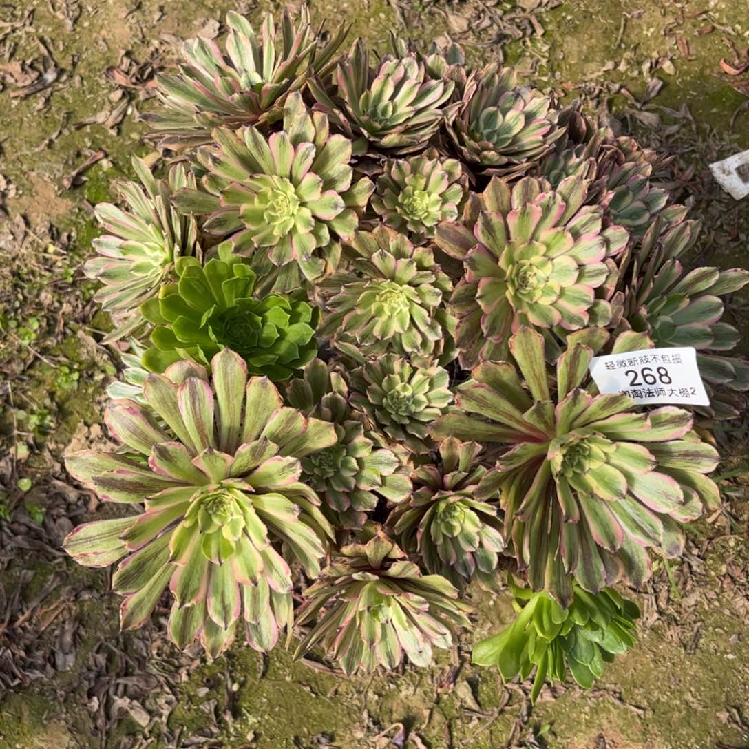 268粉黛多肉植物法师