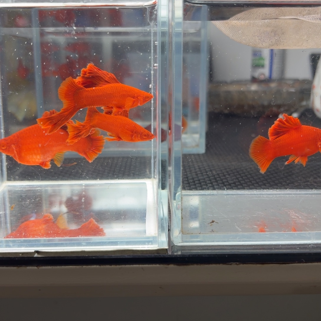 海水鱼半月尾红箭鱼5条