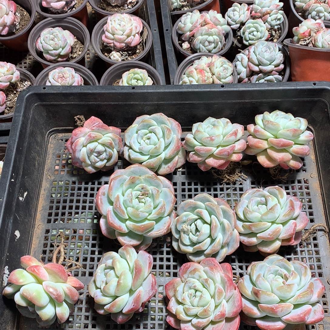 11颗冰玉大脸多肉