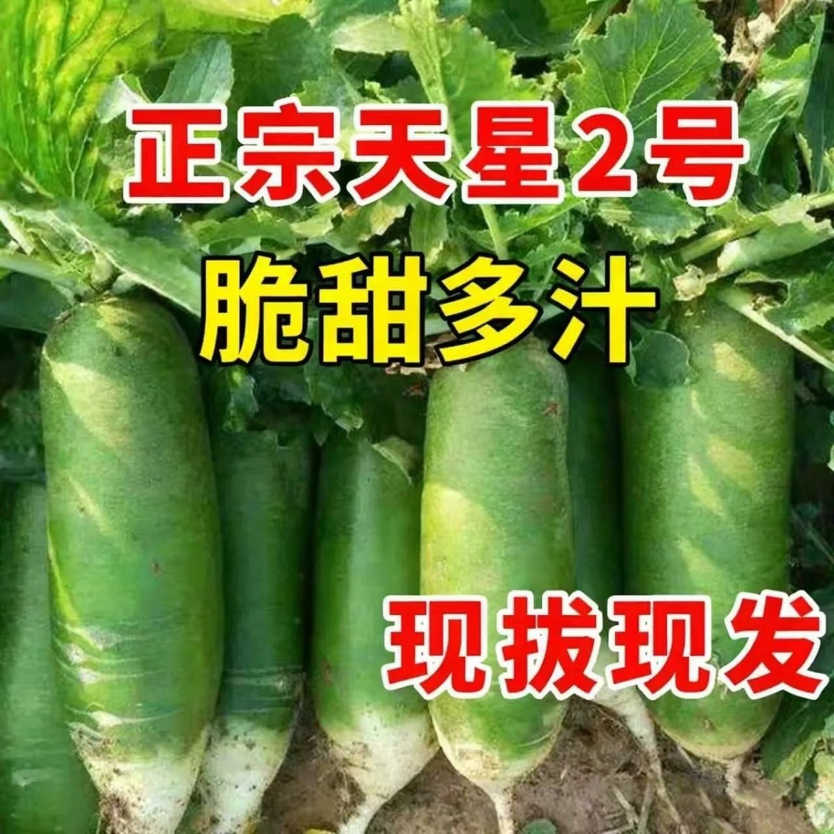 【天星2号】山东潍坊水果萝卜新鲜现挖脆甜多汁适合生吃