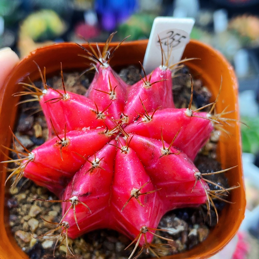 非偏远地区满25包邮仙人球