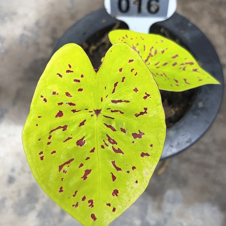 10-0208秋香彩叶芋广东现货