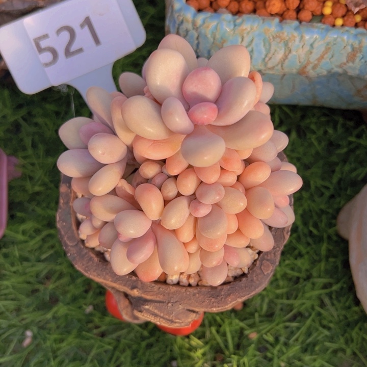 健健康康平平安安多肉