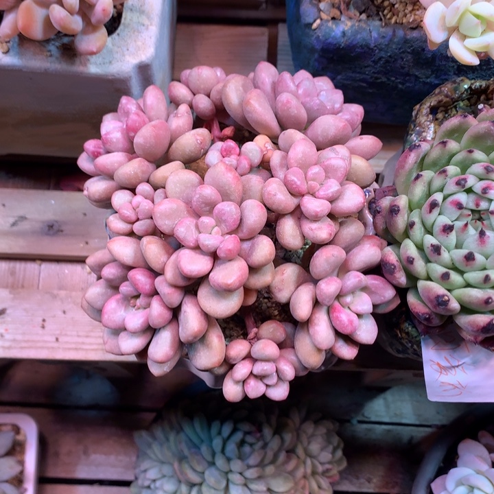 先锋派多肉植物cfgvvb