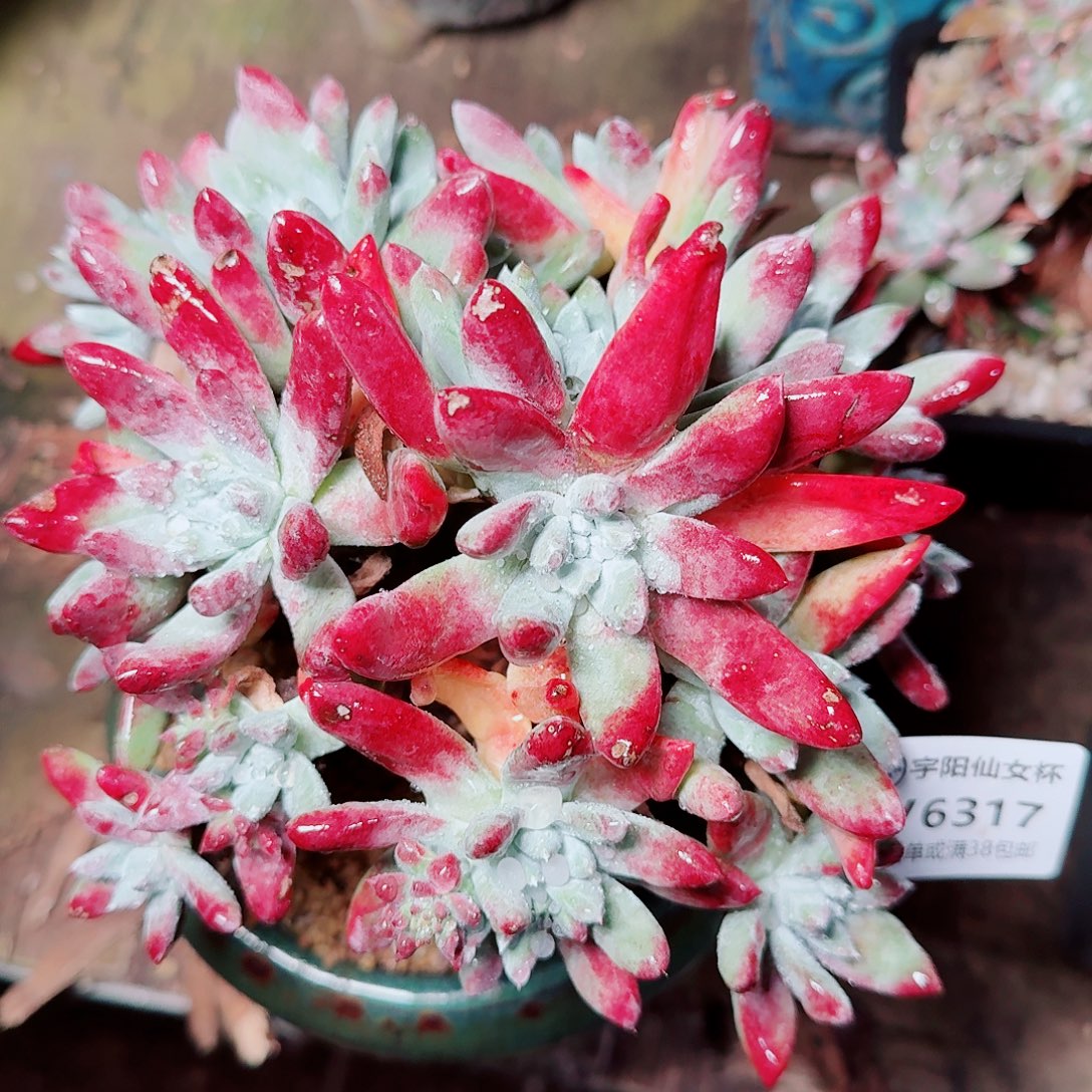 6317刘丹拇指仙女杯多肉