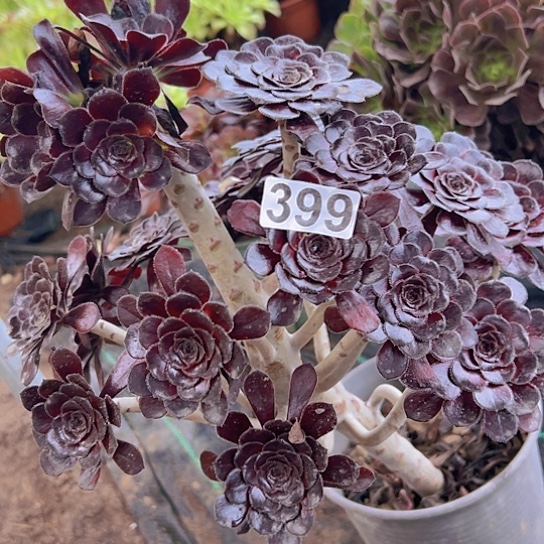 爱***花多肉植物一个魔法