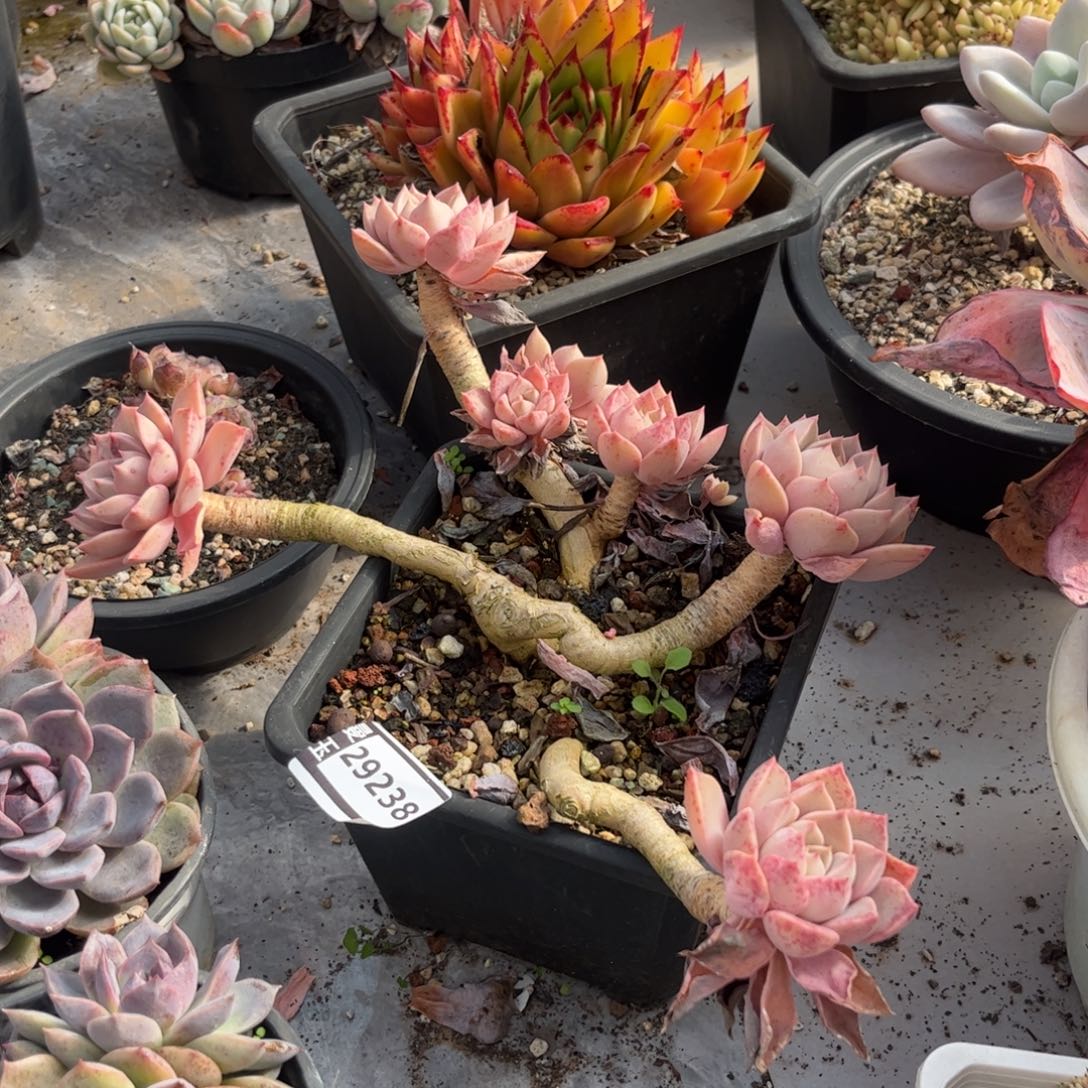 红粉佳人多肉植物29238