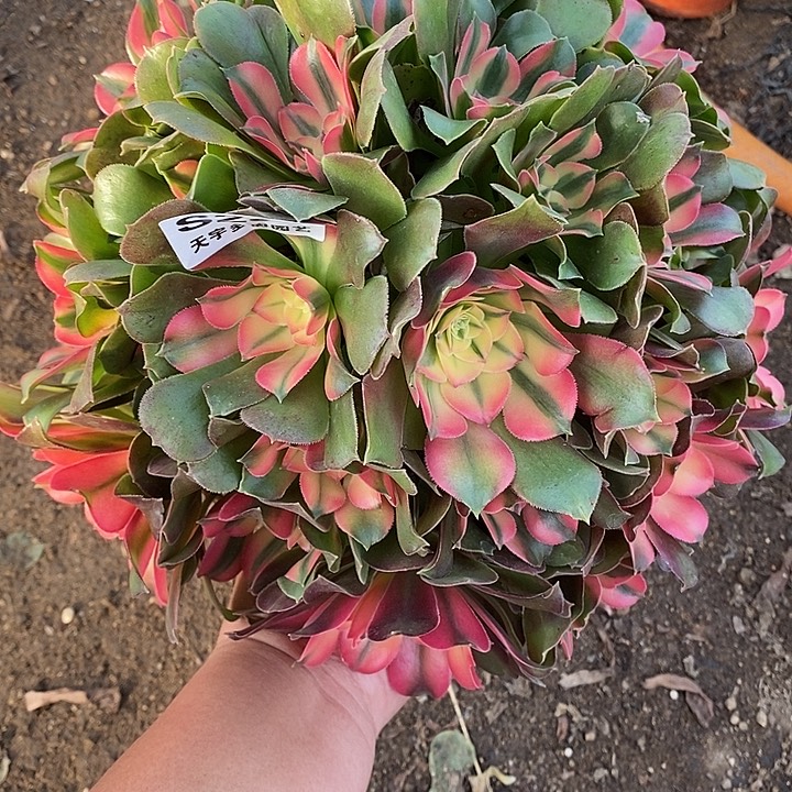 多肉植物香妃232多肉