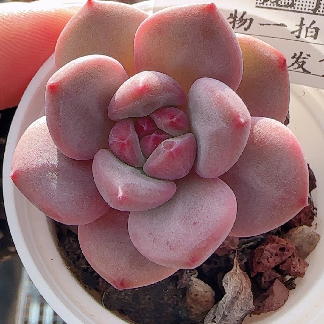 多肉0714-67爱丽儿凌雪