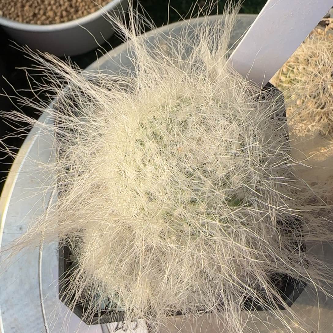 48脱土发 穴原玉翁