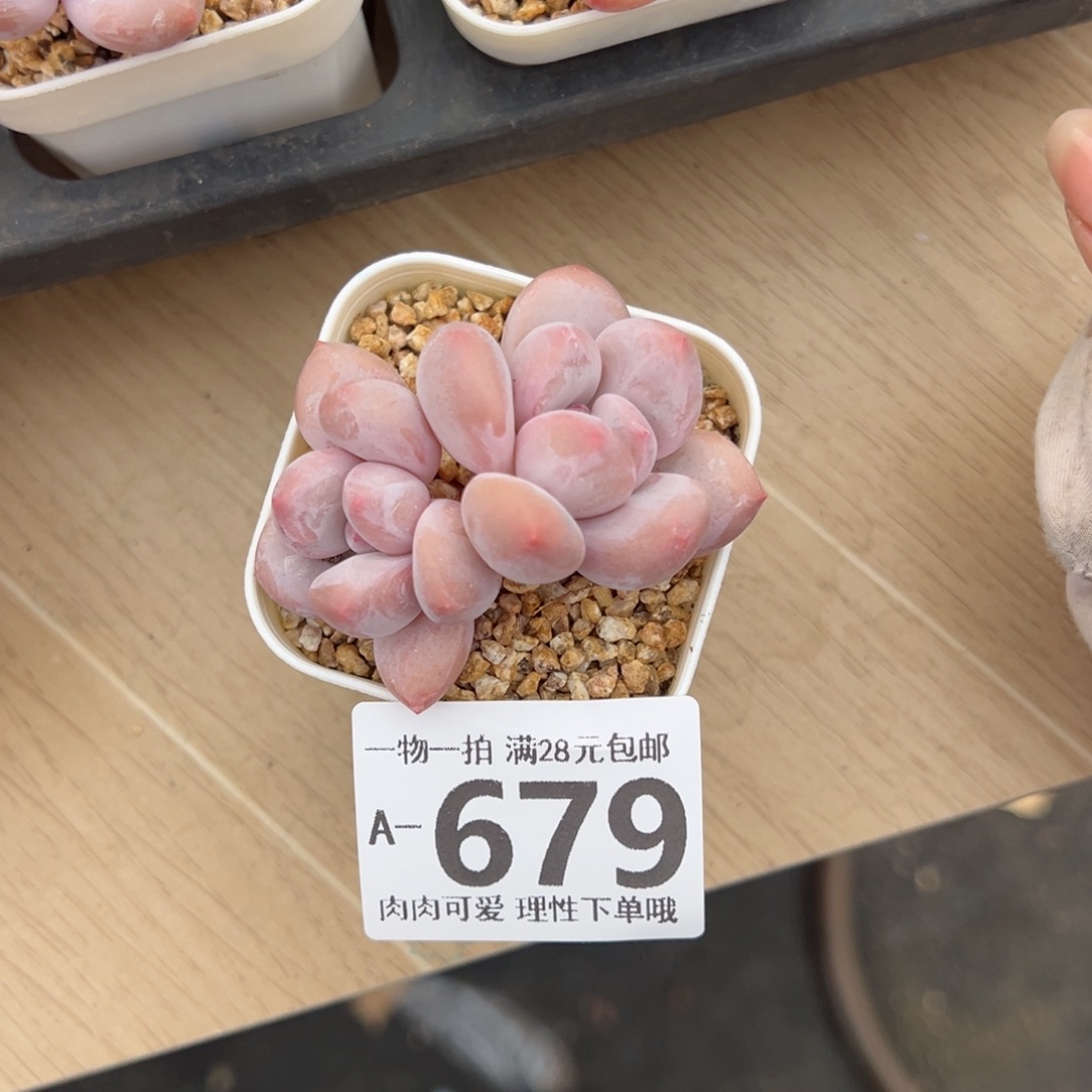 香水奶多肉多肉多肉多肉多肉