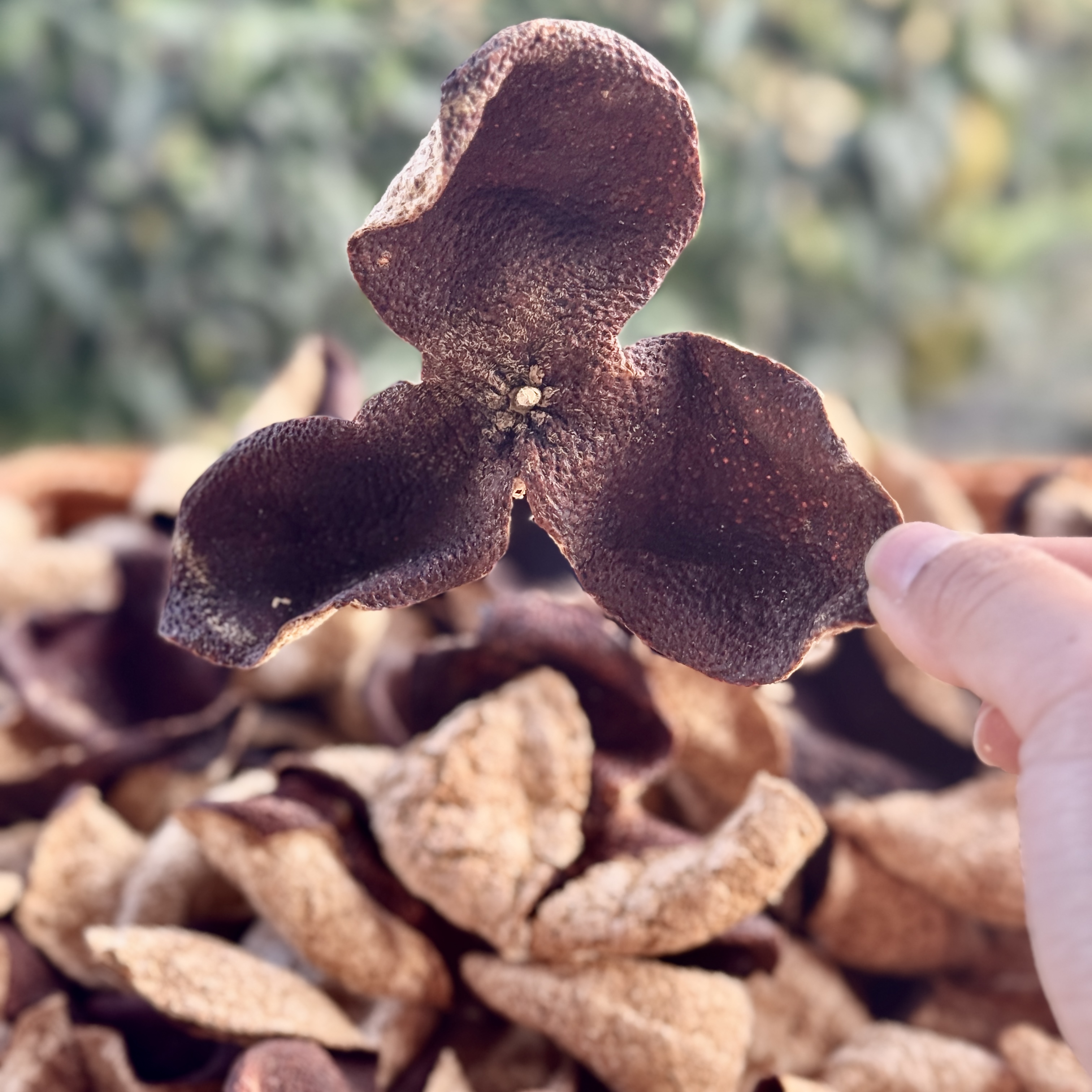 【2019年天马圈枝冬后大红皮】新会陈皮干仓存储自然生晒