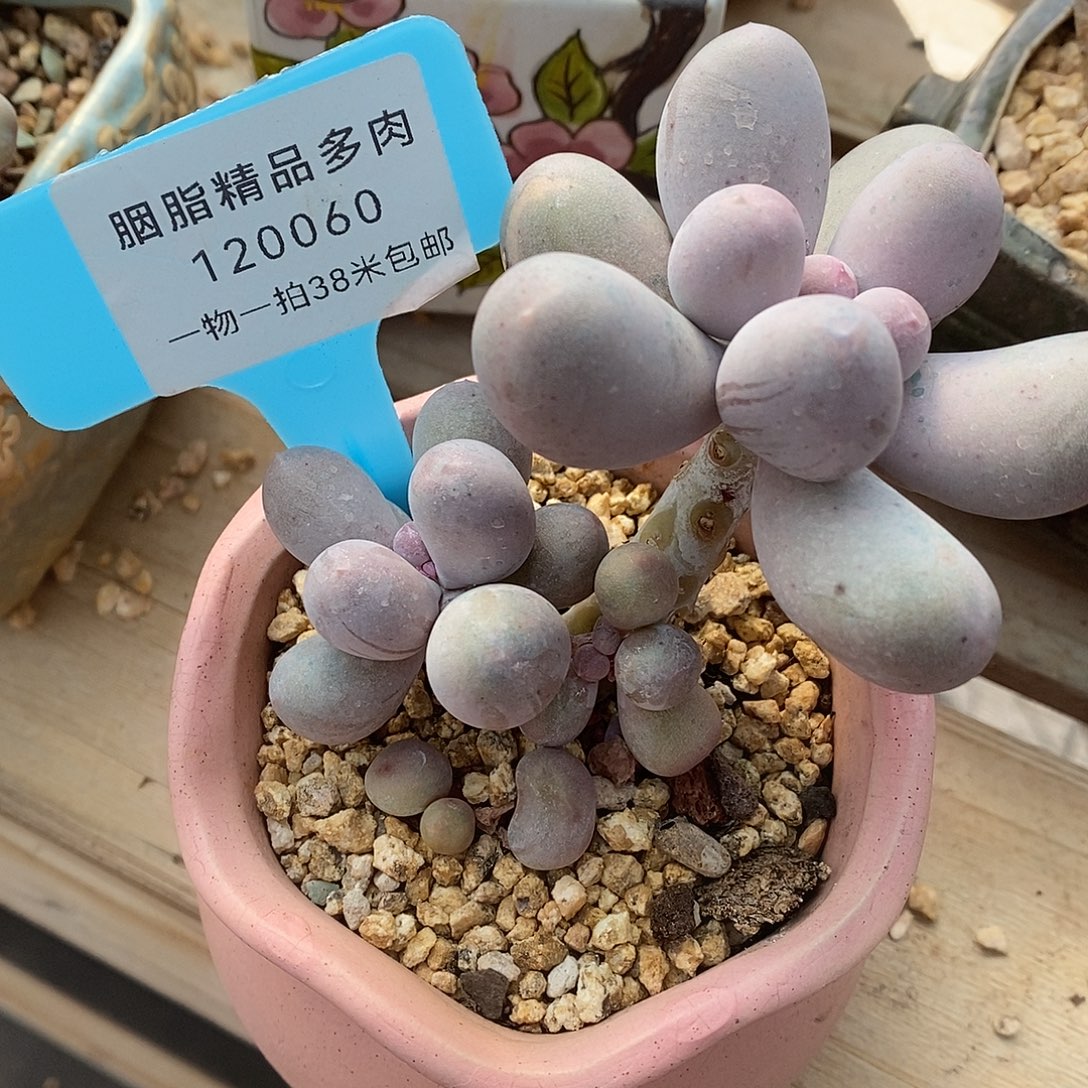 060碎了璐璐哦哦哦小雨