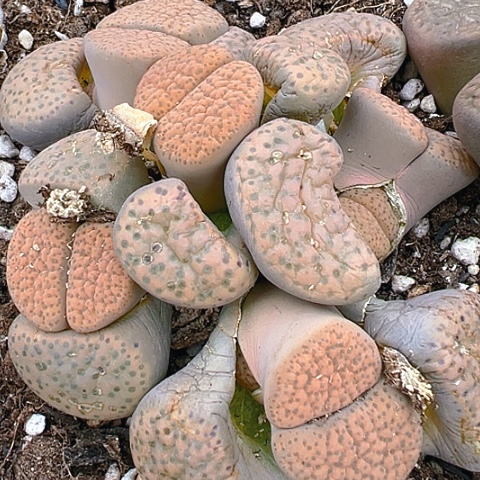 【闪购商品】25189